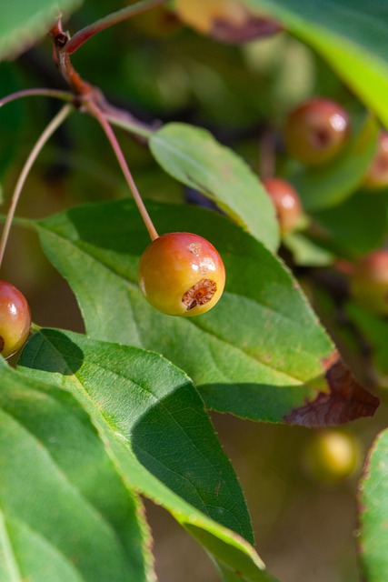 比以平局告 比以平局告