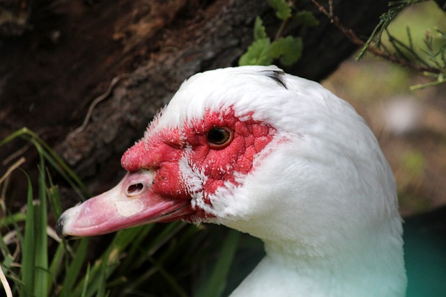 中央组织部从代中央管理党费中划拨5000万元用于西藏抗震救灾.